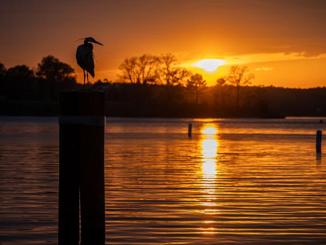 Silhouetted heron on a piling in front of setting sun
