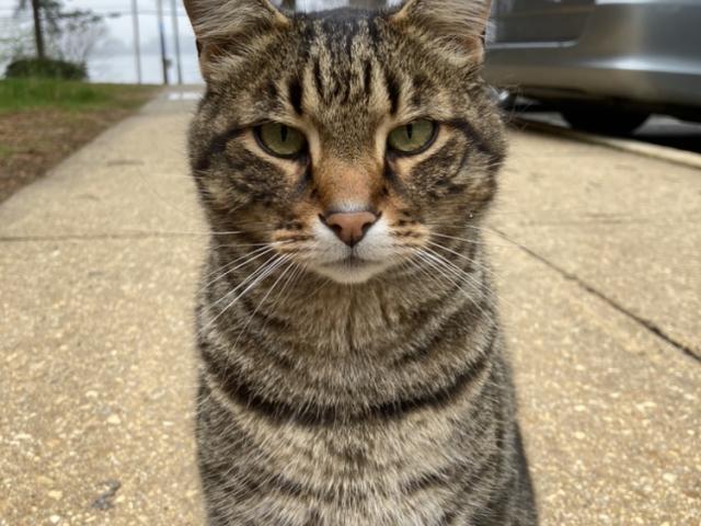 Meatball sitting and posing for the camera 