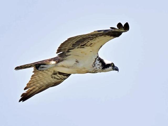 Osprey in flight