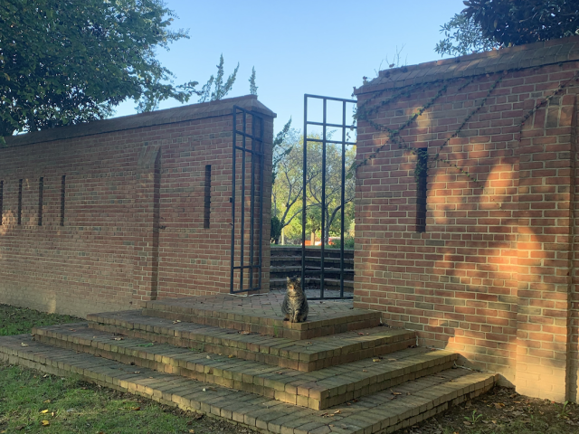 Meatball sits at the top of the steps outside of the Schaefer courtyard area