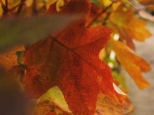 fall leaf at Campus Center patio