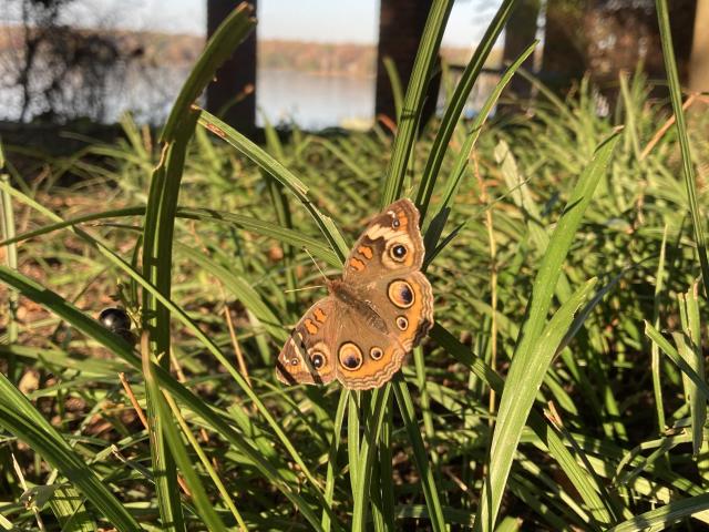 A buckeye butterfly pictured in the Garden of Remembrance.