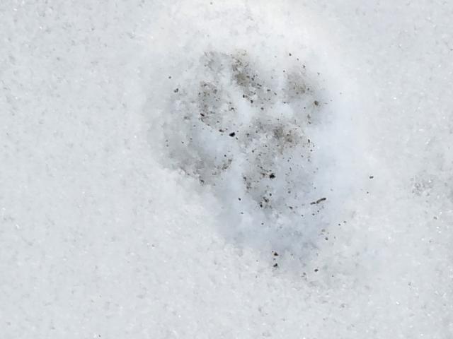 Meatballs print in the snow