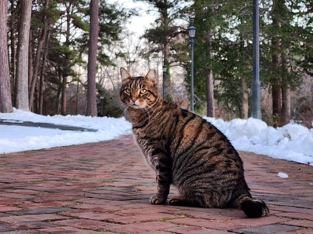Meatball in the snow