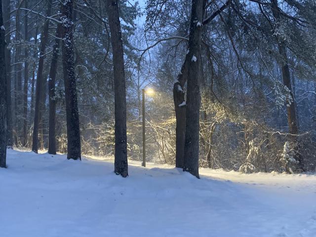 Snow-covered landscape with tall trees and a path leading to a glowing lamppost in the distance. The scene is calm and serene, with snow gently resting on branches, creating a peaceful winter atmosphere.