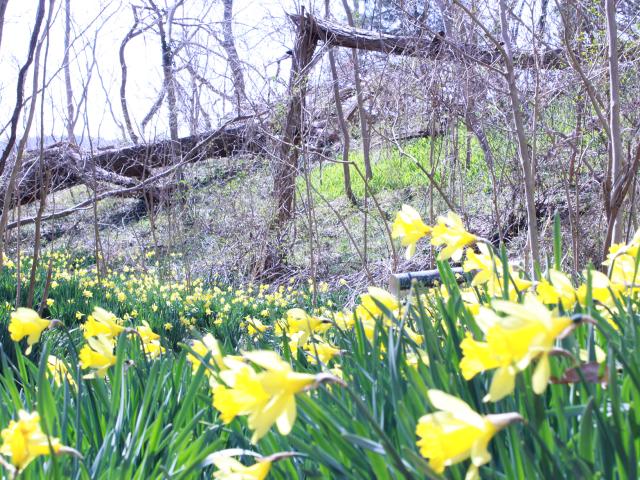 A field of bright yellow daffodils blooms under bare trees on a sunny day. In the background, a fallen tree rests on a grassy hillside, adding a natural element to the vibrant scene.