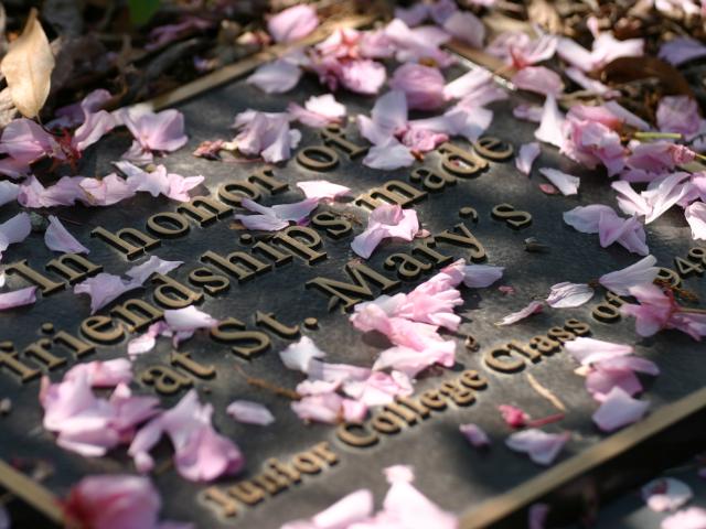 A plaque with the text "In honor of friendships made at St. Mary's. Junior College Class of 1948" lies on the ground, covered with scattered pink cherry blossom petals.