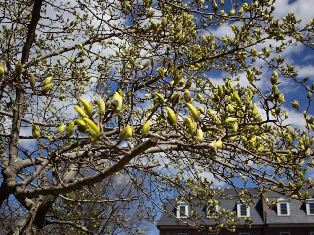 Tree branches with budding leaves against a blue sky with scattered clouds and a building with dormer windows in the background.