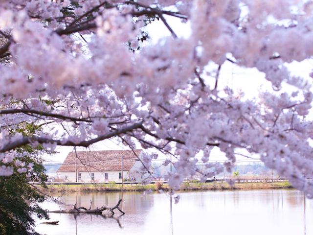 Cherry blossoms framing a tranquil scene with a calm body of water and a rustic building in the distance. The soft pink blooms create a picturesque and serene atmosphere.