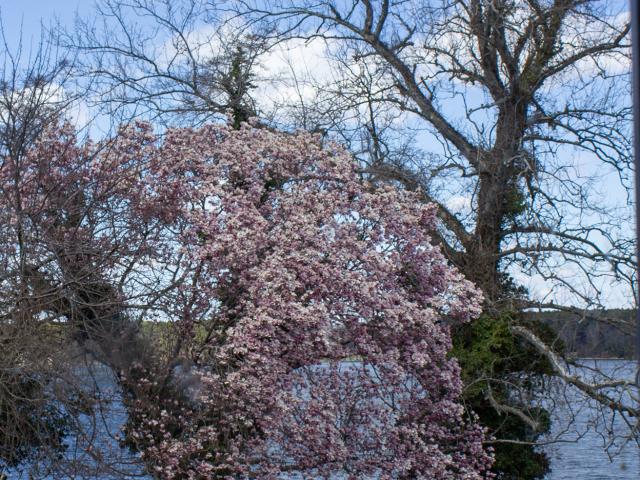 Person lying on a grassy area under a large magnolia tree in bloom. A river is in the background.