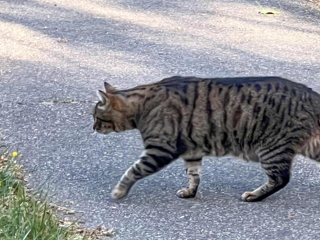A grey tabby cat walks across an asphalt path borrdered by grass.