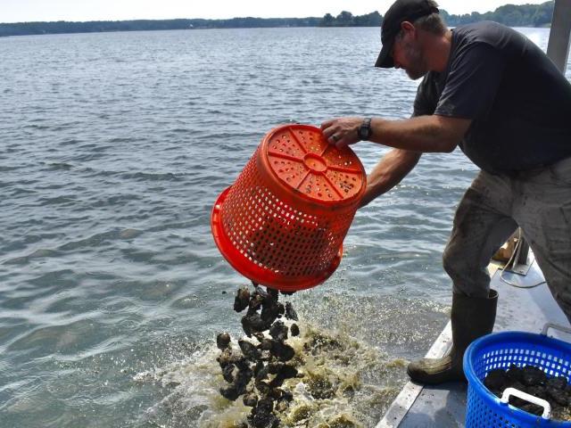 A person on a boat dumps a red basket of oysters or shells into the water, with another blue basket nearby.