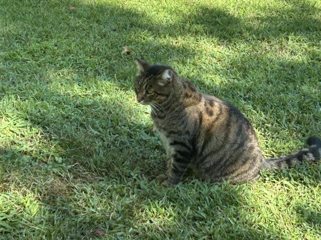 A tabby cat sits on green grass in a sunlit yard with bushes and shadows in the background.