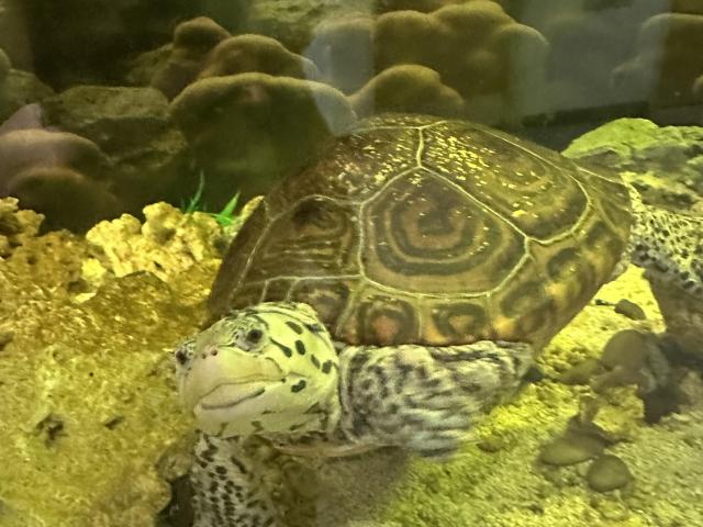 A turtle with a patterned shell rests on sandy substrate inside an aquarium, with rocks and aquatic plants in the background.