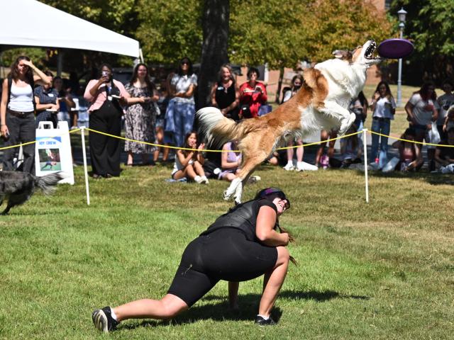A dog leaps into the air to catch a frisbee during a performance, while its handler crouches on the grass and a crowd watches in the background.