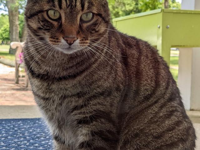 A tabby cat with green eyes sits on a blue mat outdoors, with trees and a green planter visible in the background.