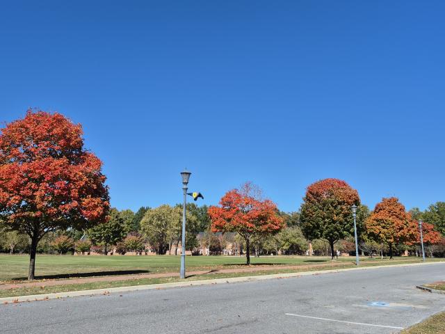 An empty road next to a row of trees with orange and green autumn foliage under a clear blue sky.