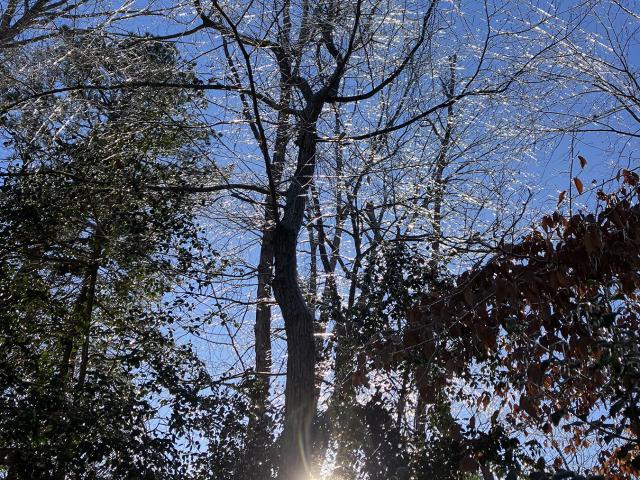 Bare tree branches with a few green and brown leaves in the foreground, sunlight shining through the trees, and a clear blue sky above.