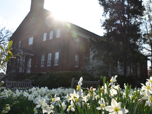 White daffodils bloom in the foreground with sunlight shining over a large brick building and tall trees in the background.