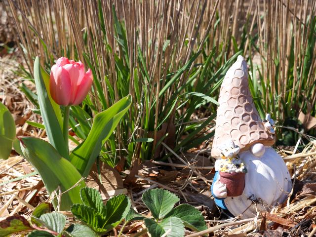 A garden gnome with a textured hat holds a small pot next to a blooming pink tulip among green leaves and dried grass.