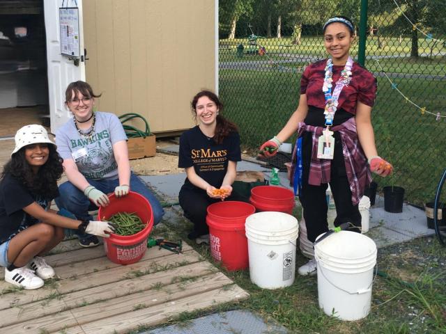 Four young people are harvesting vegetables and placing them in large buckets outdoors near a fence and shed on a wooden deck.