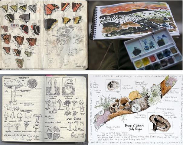 Four nature-themed sketchbook pages, featuring butterfly illustrations, a watercolor painting with paint palette, detailed mushroom sketches, and a page on moss and fungi, with notes and labels.