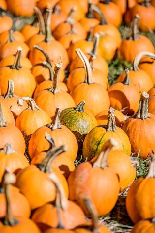 A group of orange pumpkins with long stems, with a few green pumpkins mixed in, arranged closely together outdoors on grass.