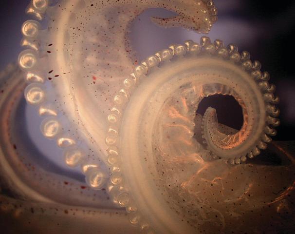 4. Curled tentacle of the longfin inshore squid