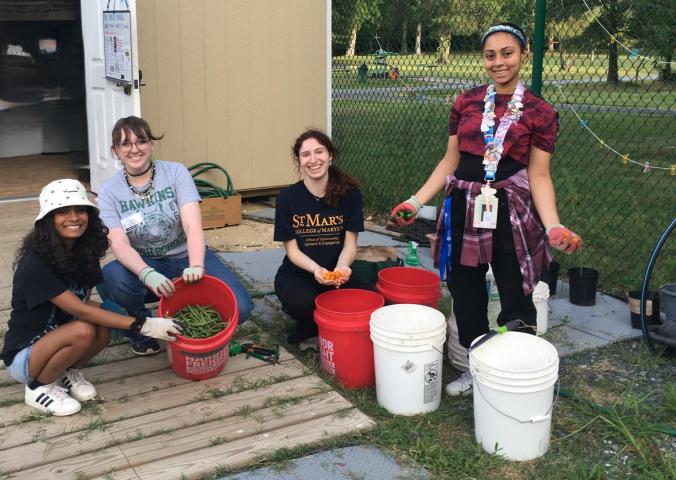 Four young people are harvesting vegetables and placing them in large buckets outdoors near a fence and shed on a wooden deck.