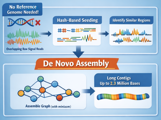 Flowchart illustrating de novo assembly: raw reads are seeded and matched by similarity, assembled into a graph, producing long contigs up to 2.3 million bases without a reference genome.