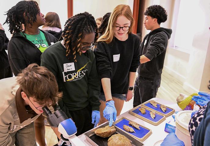 Students wearing gloves examine organ specimens on trays, with one student using a microscope, during the Brain Bee.