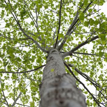 Tree image