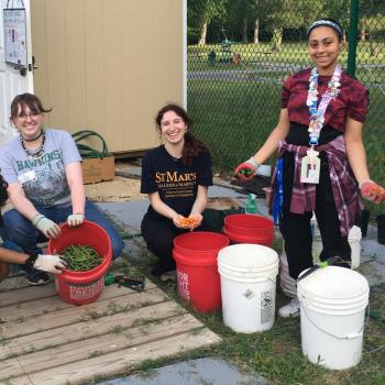 Four young people are harvesting vegetables and placing them in large buckets outdoors near a fence and shed on a wooden deck.